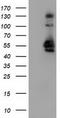 Sorting Nexin 8 antibody, TA502135, Origene, Western Blot image 
