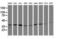 Mitogen-Activated Protein Kinase Kinase 3 antibody, LS-C174445, Lifespan Biosciences, Western Blot image 