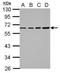 Nuclear Receptor Subfamily 2 Group C Member 1 antibody, NBP2-19578, Novus Biologicals, Western Blot image 