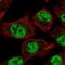 GLIS Family Zinc Finger 3 antibody, NBP2-33787, Novus Biologicals, Immunofluorescence image 