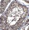 Golgi Associated PDZ And Coiled-Coil Motif Containing antibody, 3631, ProSci, Immunohistochemistry frozen image 