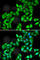 COP9 Signalosome Subunit 3 antibody, A7017, ABclonal Technology, Immunofluorescence image 
