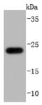 Glutathione peroxidase 1 antibody, A01019-1, Boster Biological Technology, Western Blot image 