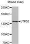Small subunit processome component 20 homolog antibody, abx004589, Abbexa, Western Blot image 