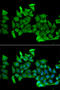 Rho-related GTP-binding protein RhoH antibody, STJ28439, St John
