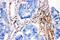 Caveolin 2 antibody, PA5-78927, Invitrogen Antibodies, Immunohistochemistry frozen image 