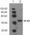 Phosphoglycerate kinase antibody, LS-B14106, Lifespan Biosciences, Western Blot image 