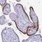 Human Chorionic gonadotrophin antibody, HPA038934, Atlas Antibodies, Immunohistochemistry frozen image 