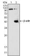 Death Domain Associated Protein antibody, GTX83312, GeneTex, Western Blot image 