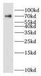 Heat Shock Protein Family A (Hsp70) Member 1 Like antibody, FNab04055, FineTest, Western Blot image 