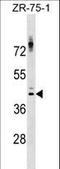 NK2 Homeobox 1 antibody, LS-C158391, Lifespan Biosciences, Western Blot image 