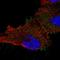 Ubiquitin Associated And SH3 Domain Containing B antibody, HPA038607, Atlas Antibodies, Immunofluorescence image 