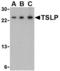 Thymic Stromal Lymphopoietin antibody, MBS150203, MyBioSource, Western Blot image 