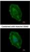 Aspartoacylase antibody, NBP2-15491, Novus Biologicals, Immunocytochemistry image 