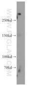 SH3 And Multiple Ankyrin Repeat Domains 1 antibody, 55059-1-AP, Proteintech Group, Western Blot image 