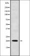 TNF Receptor Superfamily Member 17 antibody, orb336378, Biorbyt, Western Blot image 