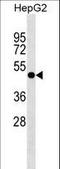 Pleckstrin Homology Domain Containing A8 antibody, LS-C158679, Lifespan Biosciences, Western Blot image 