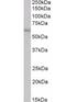CAMP Responsive Element Binding Protein 3 Like 1 antibody, orb19068, Biorbyt, Western Blot image 