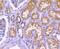 Yes Associated Protein 1 antibody, NBP2-67703, Novus Biologicals, Immunohistochemistry paraffin image 