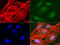 Alpha-Methylacyl-CoA Racemase antibody, LS-C796824, Lifespan Biosciences, Immunofluorescence image 