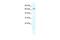 Potassium Voltage-Gated Channel Subfamily H Member 6 antibody, PA5-41061, Invitrogen Antibodies, Western Blot image 