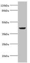 Actin Related Protein 1A antibody, orb353553, Biorbyt, Western Blot image 