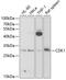 Cyclin Dependent Kinase 1 antibody, 18-647, ProSci, Western Blot image 