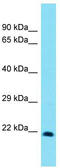 Homeobox protein MSX-3 antibody, TA342281, Origene, Western Blot image 