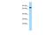 GTP Binding Protein 4 antibody, PA5-70050, Invitrogen Antibodies, Western Blot image 