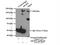 ArfGAP With RhoGAP Domain, Ankyrin Repeat And PH Domain 2 antibody, 25143-1-AP, Proteintech Group, Immunoprecipitation image 