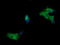 Mitogen-Activated Protein Kinase Kinase 1 antibody, LS-C174647, Lifespan Biosciences, Immunofluorescence image 
