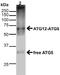 Autophagy Related 5 antibody, 23004, QED Bioscience, Western Blot image 