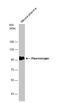 Plasminogen antibody, NBP2-19859, Novus Biologicals, Western Blot image 