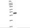 E2F Transcription Factor 2 antibody, LS-C342680, Lifespan Biosciences, Western Blot image 