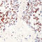 Activating Transcription Factor 2 antibody, abx121997, Abbexa, Western Blot image 