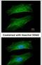 Myosin Heavy Chain 9 antibody, PA5-29673, Invitrogen Antibodies, Immunofluorescence image 