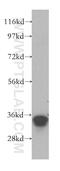 Mitochondrial Ribosomal Protein L45 antibody, 15682-1-AP, Proteintech Group, Western Blot image 