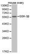 Glycogen Synthase Kinase 3 Alpha antibody, abx000728, Abbexa, Western Blot image 