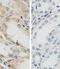 Nuclear Receptor Subfamily 1 Group D Member 1 antibody, orb77366, Biorbyt, Immunohistochemistry paraffin image 