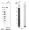 Myosin-10 antibody, HPA047541, Atlas Antibodies, Western Blot image 