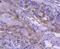 Interferon Regulatory Factor 5 antibody, NBP2-67730, Novus Biologicals, Immunohistochemistry paraffin image 