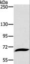 Glycoprotein Ib Platelet Subunit Alpha antibody, LS-B15400, Lifespan Biosciences, Western Blot image 