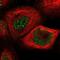 RAD23 Homolog B, Nucleotide Excision Repair Protein antibody, NBP1-89698, Novus Biologicals, Immunocytochemistry image 