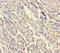 Signal recognition particle 19 kDa protein antibody, CSB-PA022674HA01HU, Cusabio, Immunohistochemistry paraffin image 