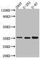 Secreted Phosphoprotein 1 antibody, CSB-RA261140A0HU, Cusabio, Western Blot image 