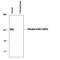 Glutamate Ionotropic Receptor AMPA Type Subunit 1 antibody, PPS008, R&D Systems, Western Blot image 