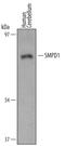 aSMase antibody, AF5348, R&D Systems, Western Blot image 