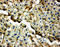 Tight Junction Protein 2 antibody, LS-C313100, Lifespan Biosciences, Immunohistochemistry frozen image 