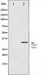 Cyclin Dependent Kinase 1 antibody, orb106401, Biorbyt, Western Blot image 