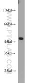 Thioredoxin Related Transmembrane Protein 4 antibody, 21348-1-AP, Proteintech Group, Western Blot image 